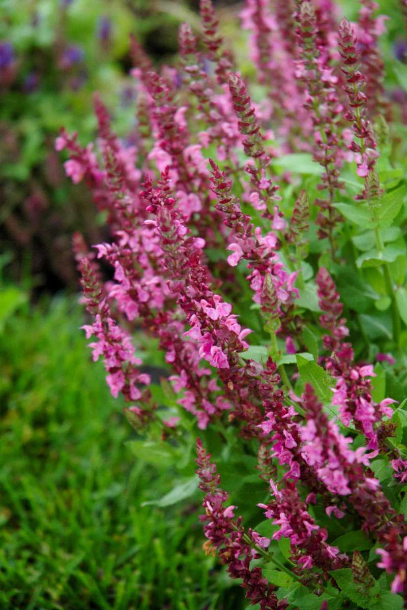 Salvia, Sensation Deep Rose