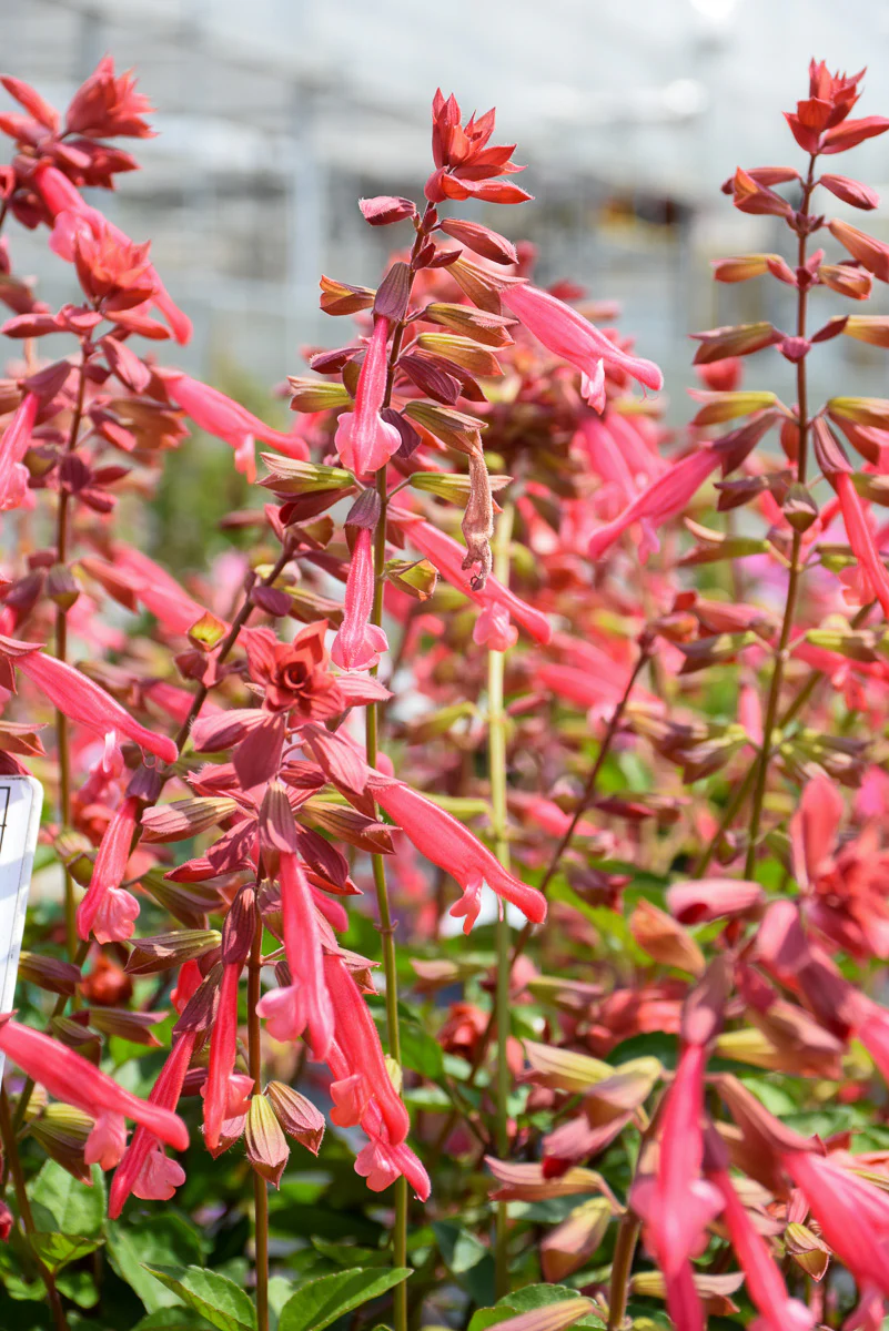 Salvia, Skyscraper Orange