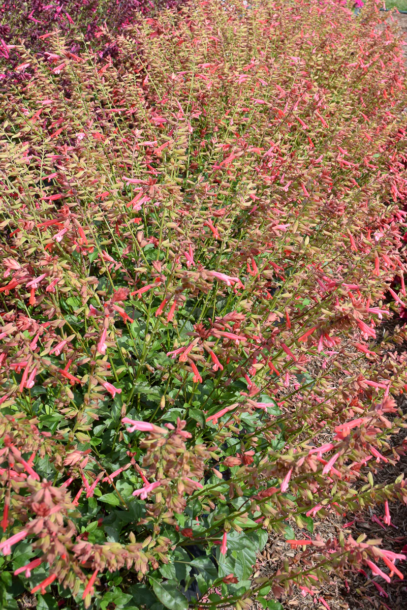 Salvia, Skyscraper Orange - Image 2