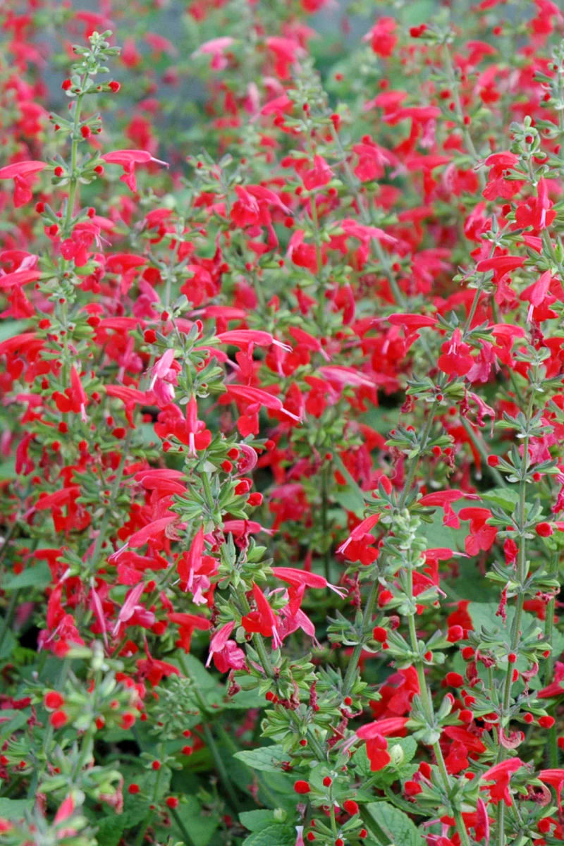 Salvia, Summer Jewel Red