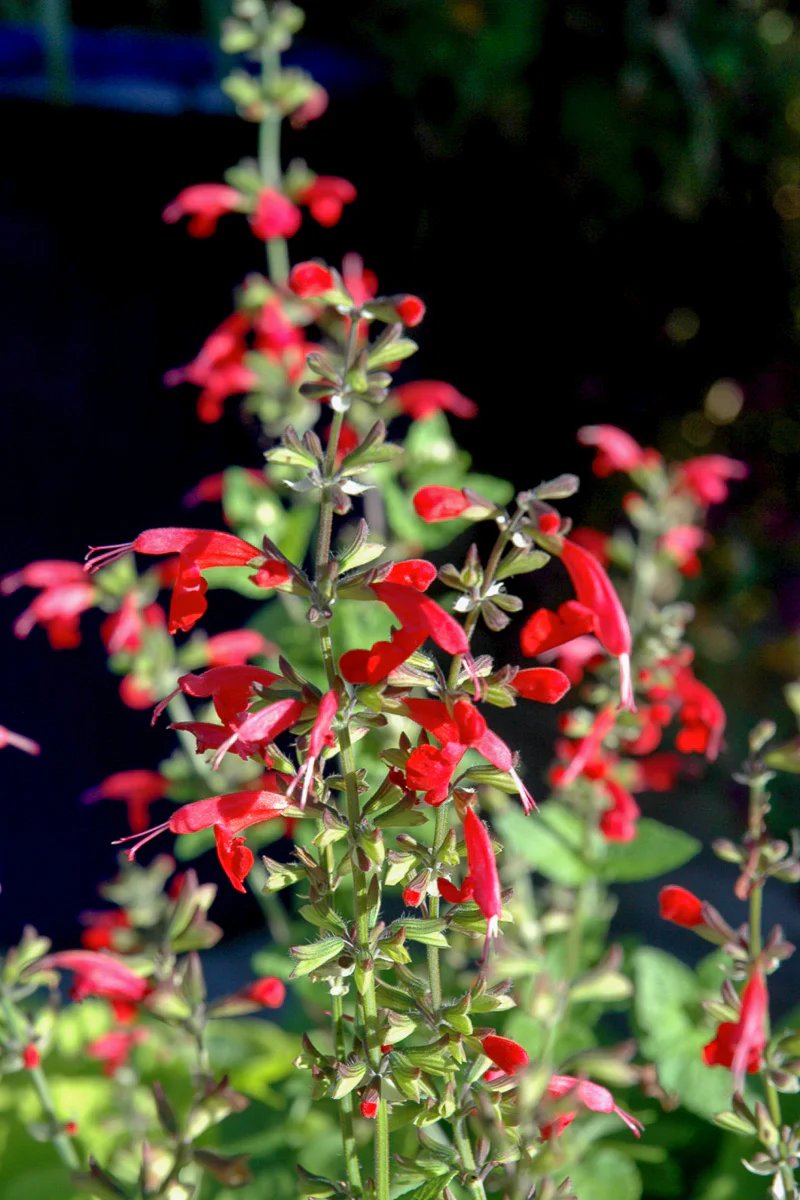 Salvia, Summer Jewel Red - Image 2