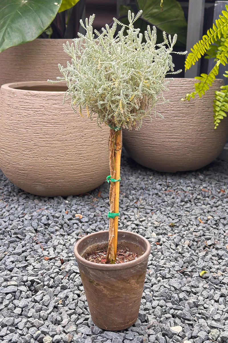 Santonlina, Topiary 4" Grey Clay Pot