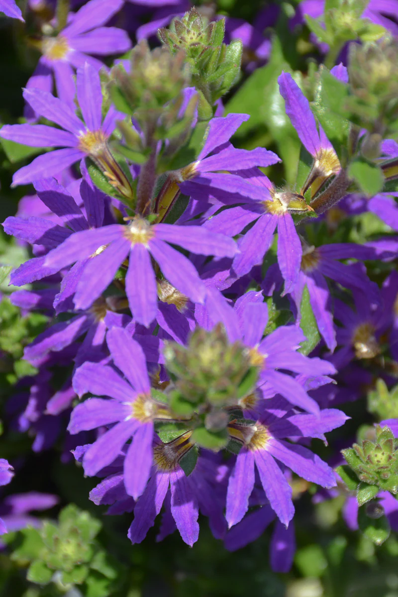 Scaevola, Surdiva Blue Violet