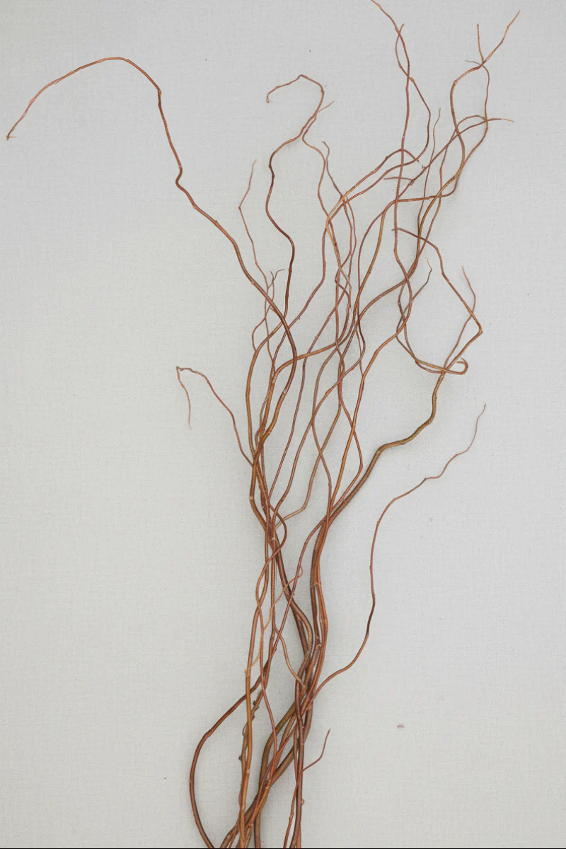 Seasonal Stem, Curly Willow Green Small