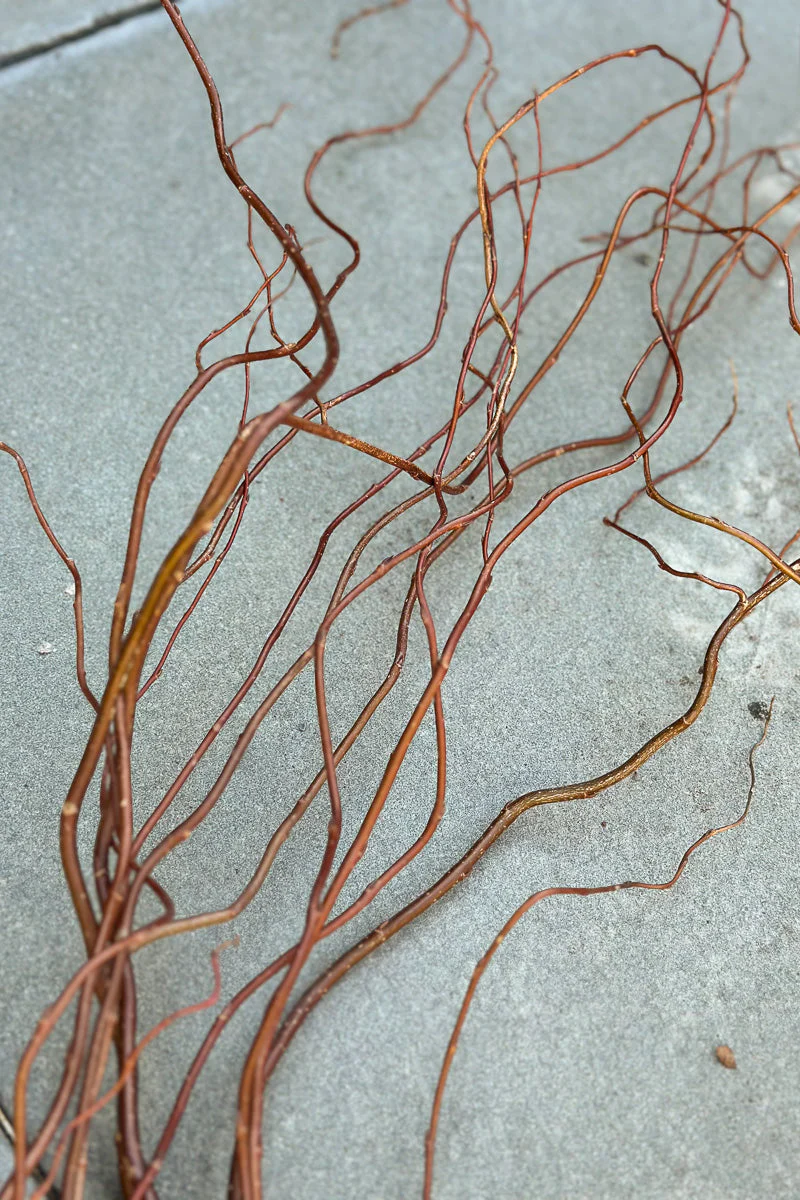 Seasonal Stem, Curly Willow Green Small - Image 2