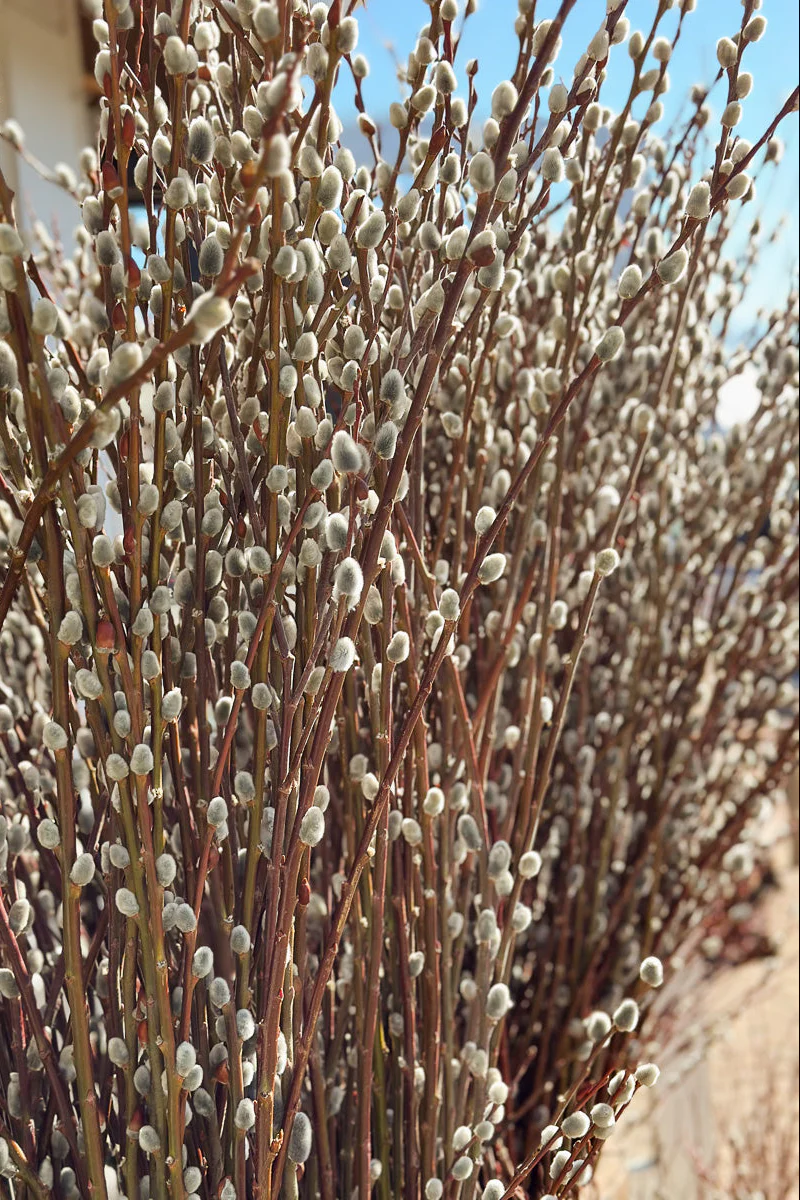 Seasonal Stem, Pussy Willow Large