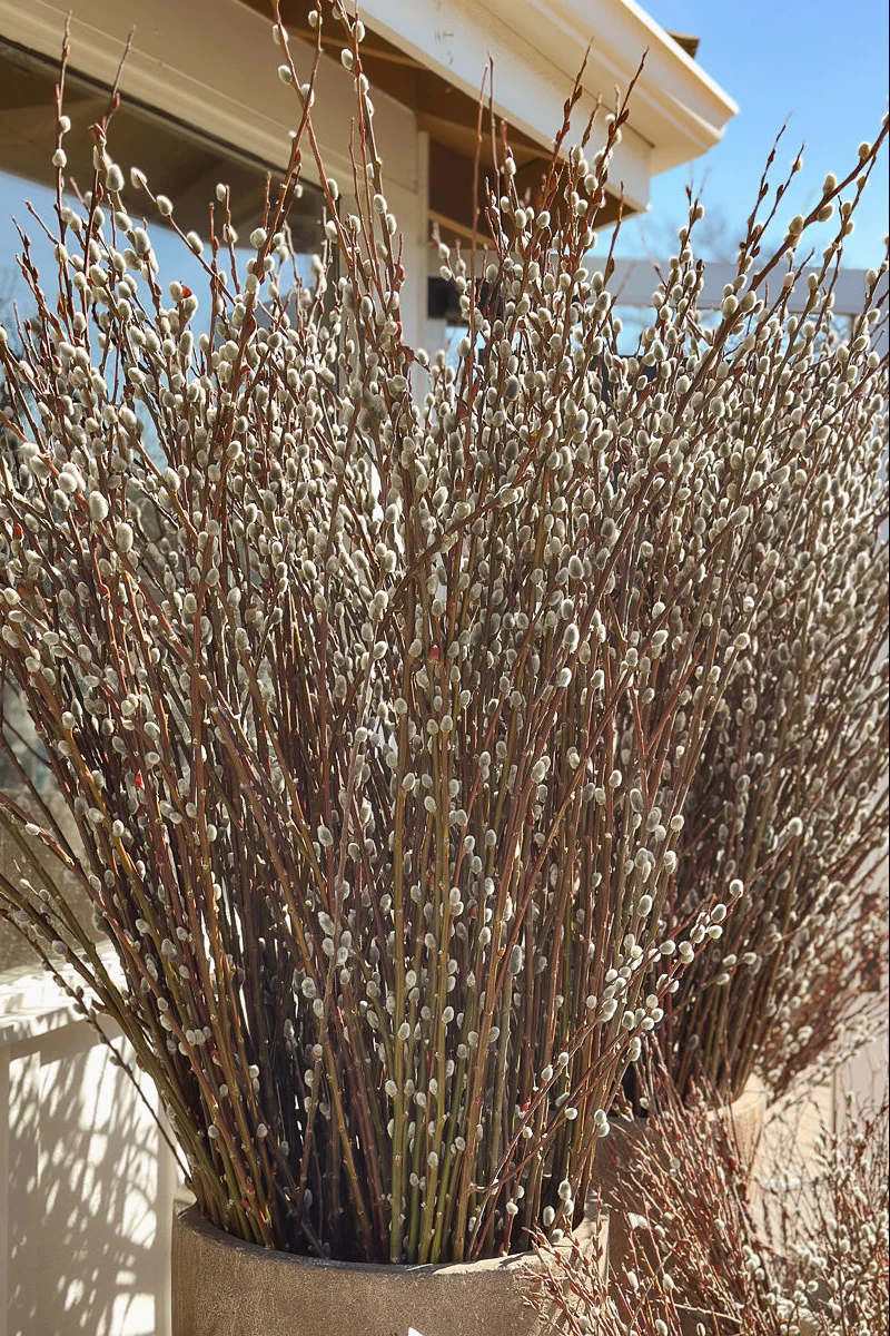 Seasonal Stem, Pussy Willow Large - Image 2