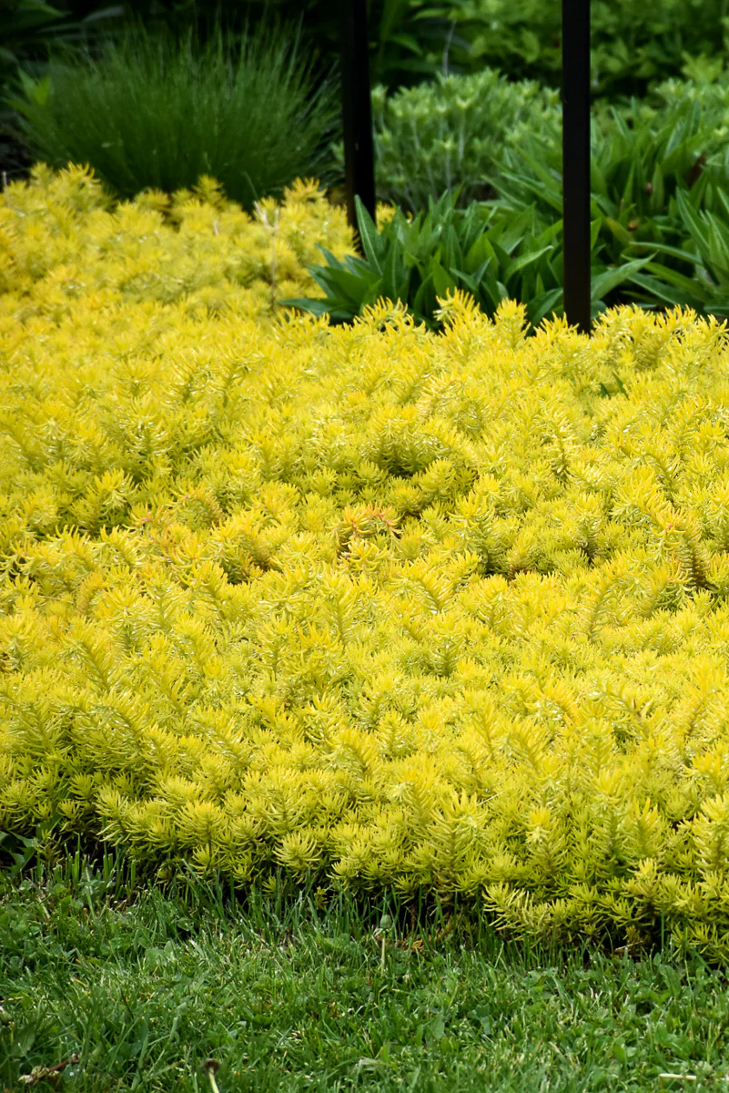 Sedum, Angelina - Image 2