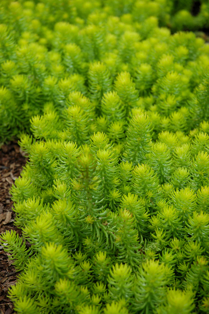 Sedum, Angelina - Image 3