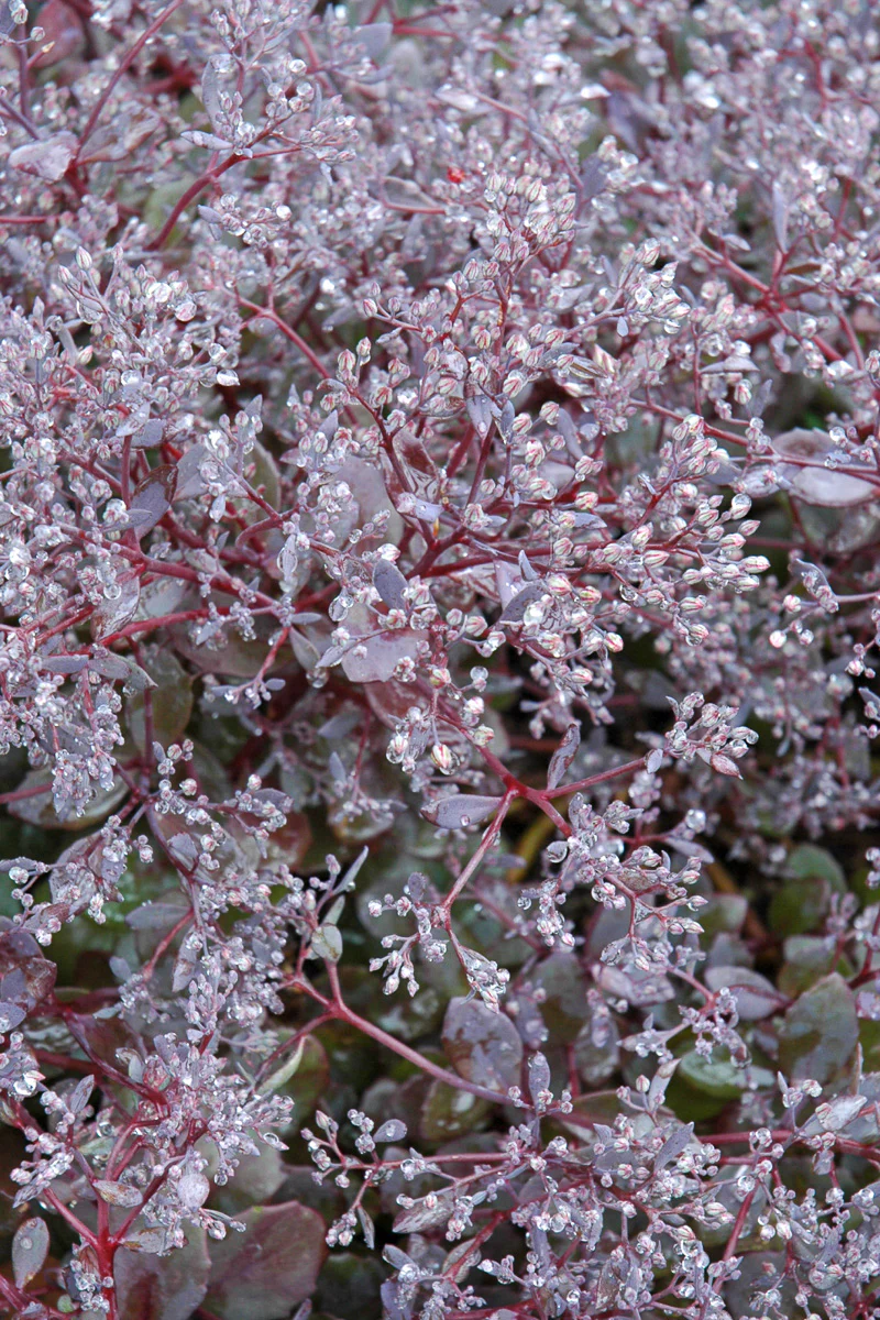 Sedum, Bertram Anderson