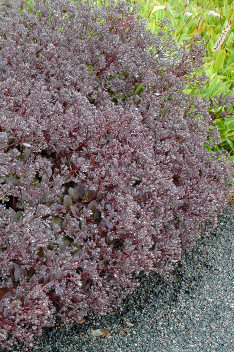 Sedum, Bertram Anderson - Image 2