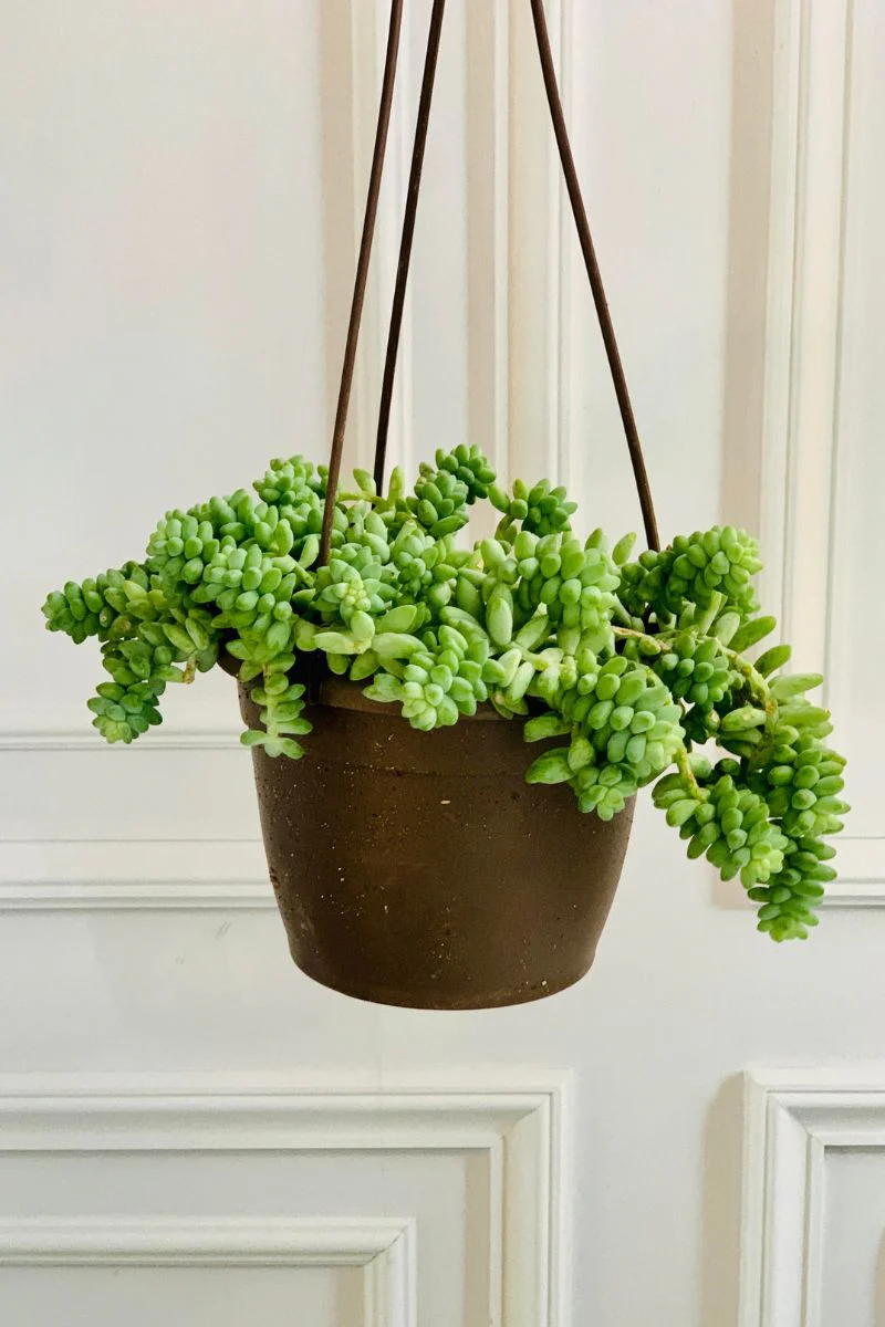 Sedum, Burro's Tail 6" Hanging Basket