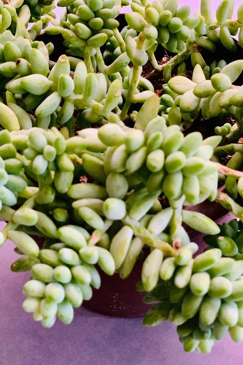 Sedum, Burro's Tail 6" Hanging Basket - Image 2