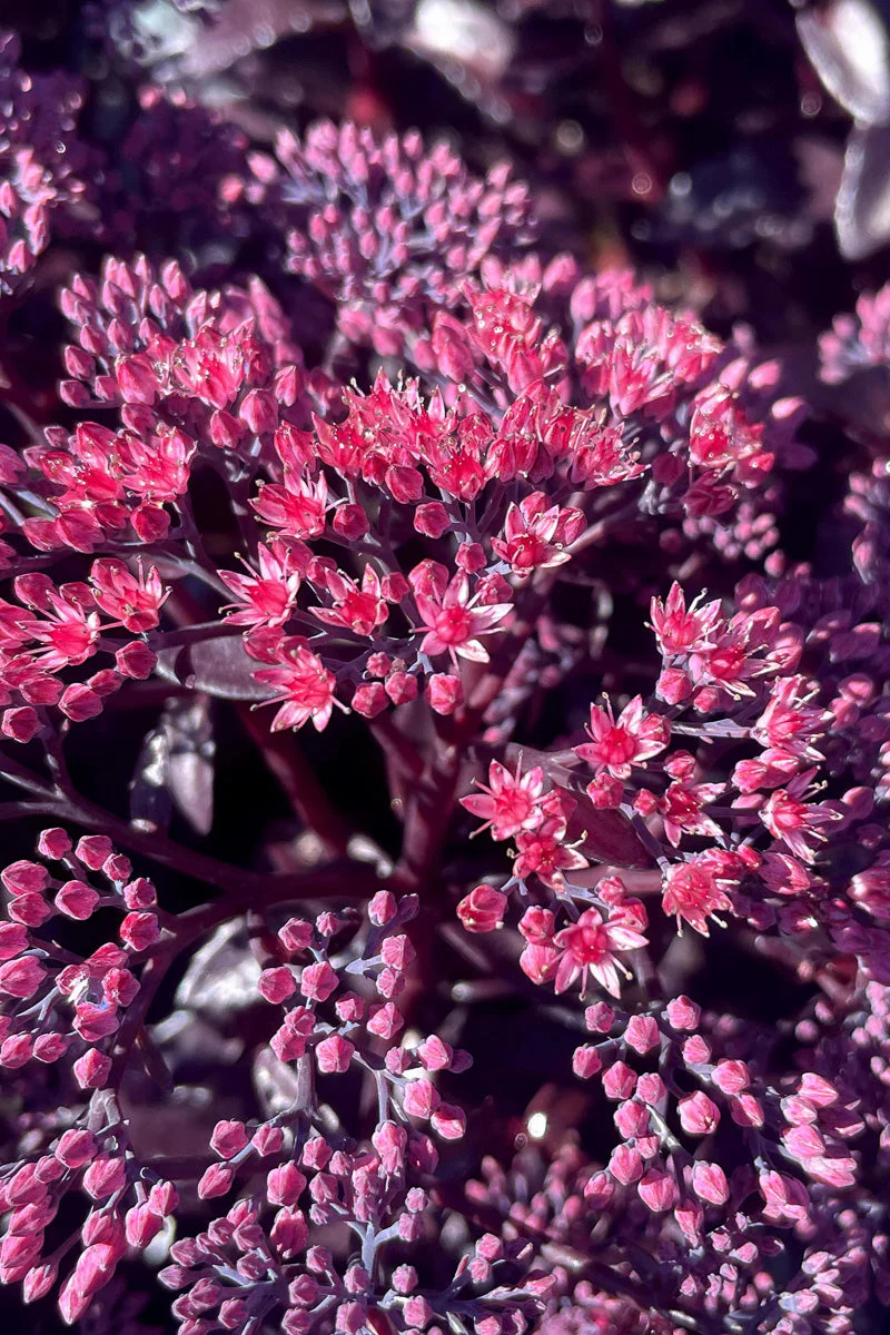 Sedum, Cherry Fizz
