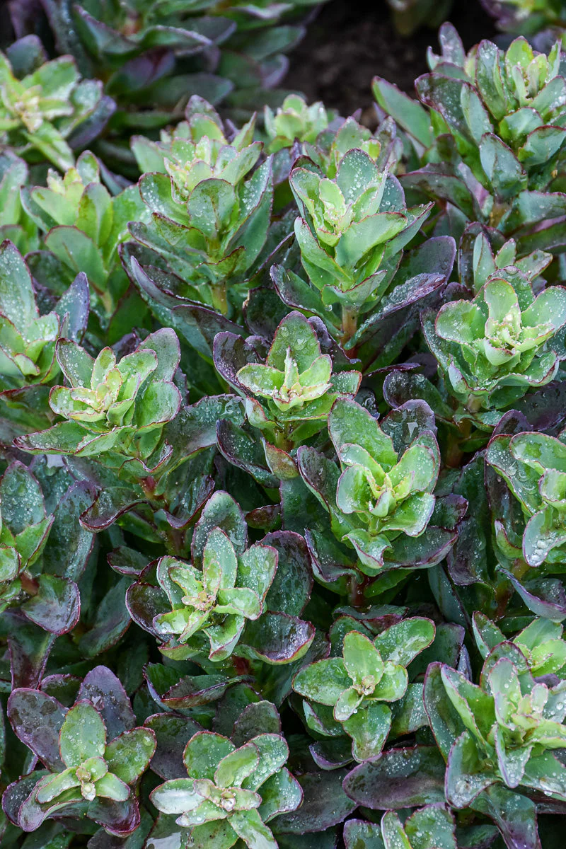 Sedum, Conga Line