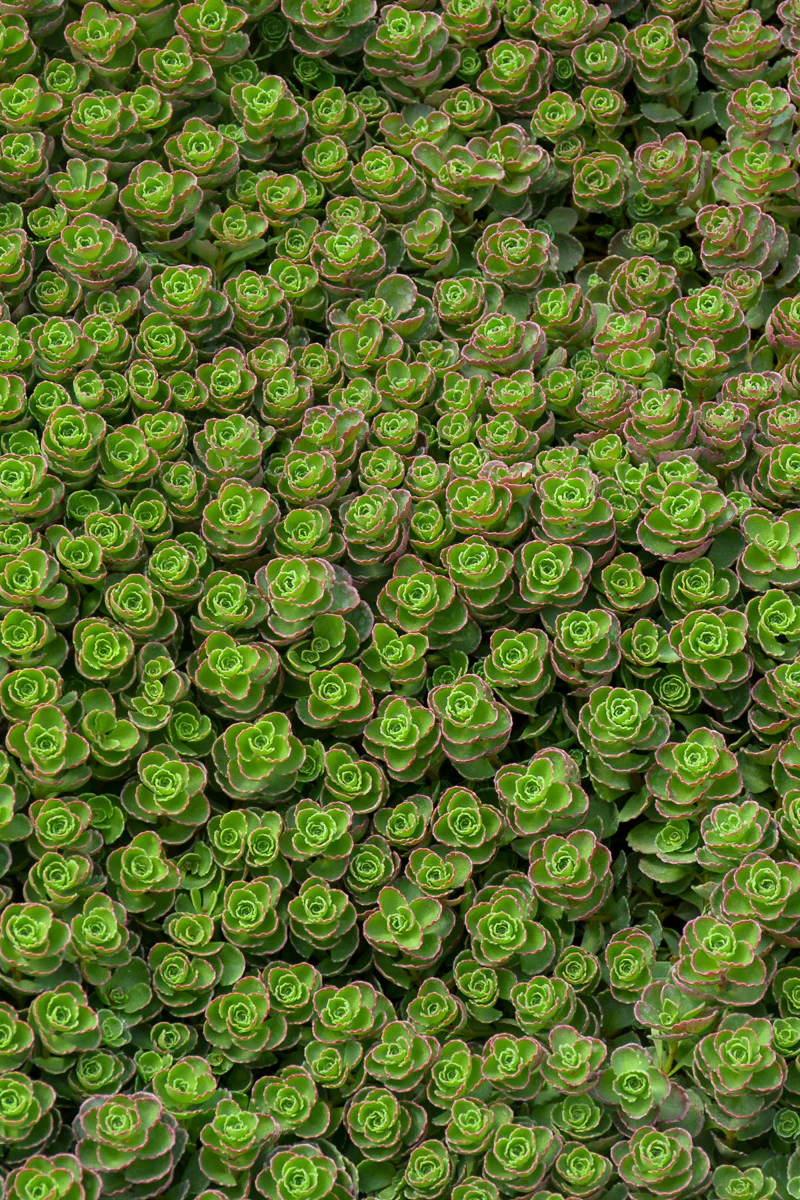 Sedum, Dragon's Blood