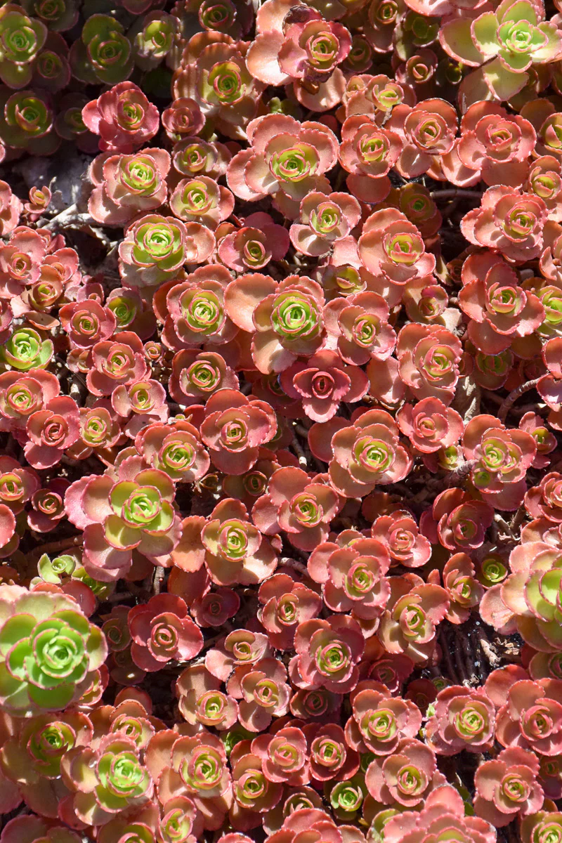 Sedum, Dragon's Blood - Image 2