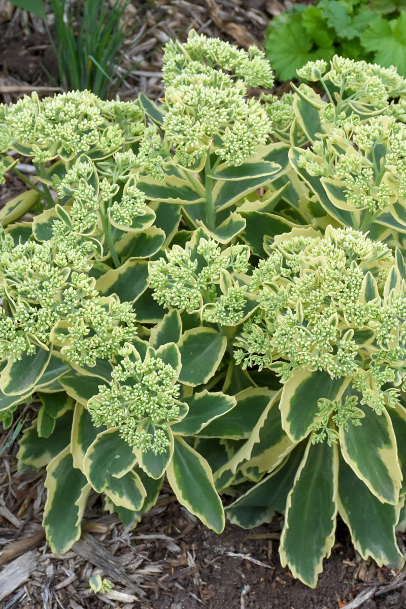Sedum, Elsie'S Gold