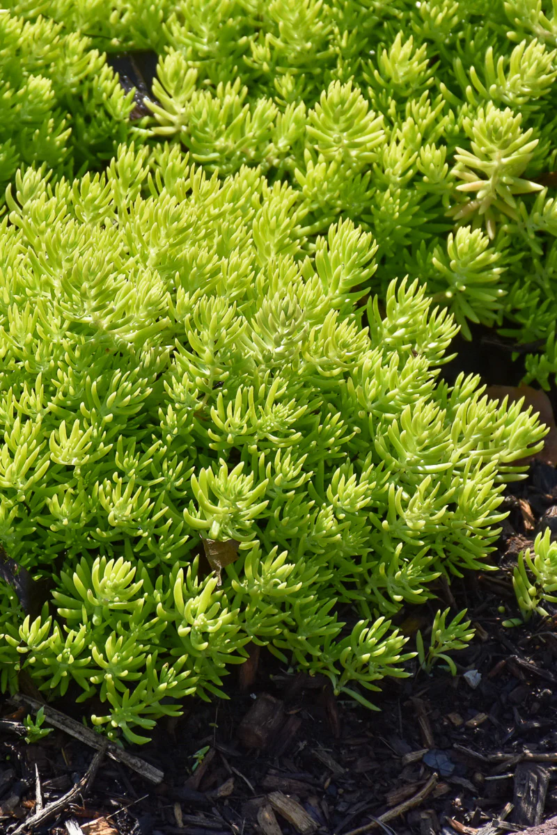 Sedum Lemon Coral - Image 2