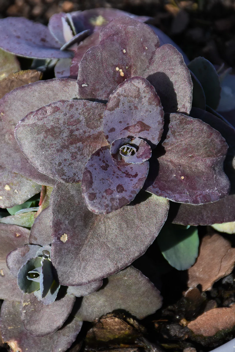 Sedum, Mojave Jewels Sapp