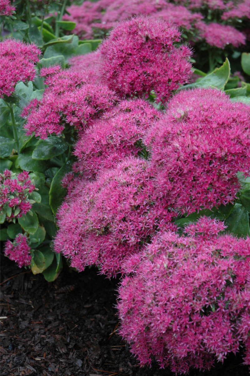 Sedum, Neon