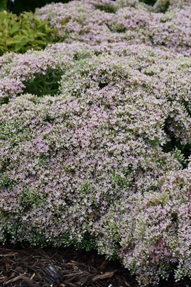 Sedum, Pure Joy