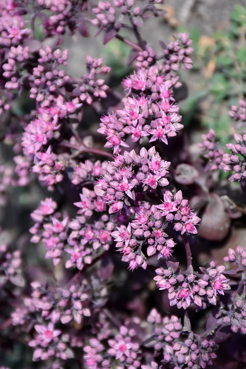 Sedum, Red Carpet - Image 2