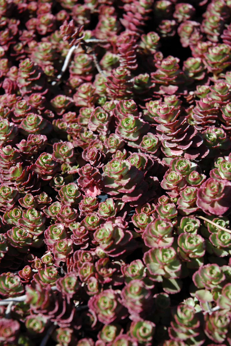 Sedum, Red Carpet - Image 3