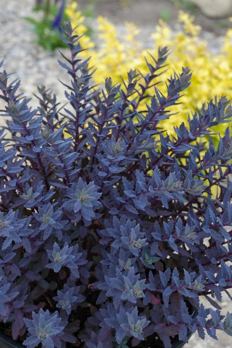 Sedum, Sunsparkler Sapphire Tuffet