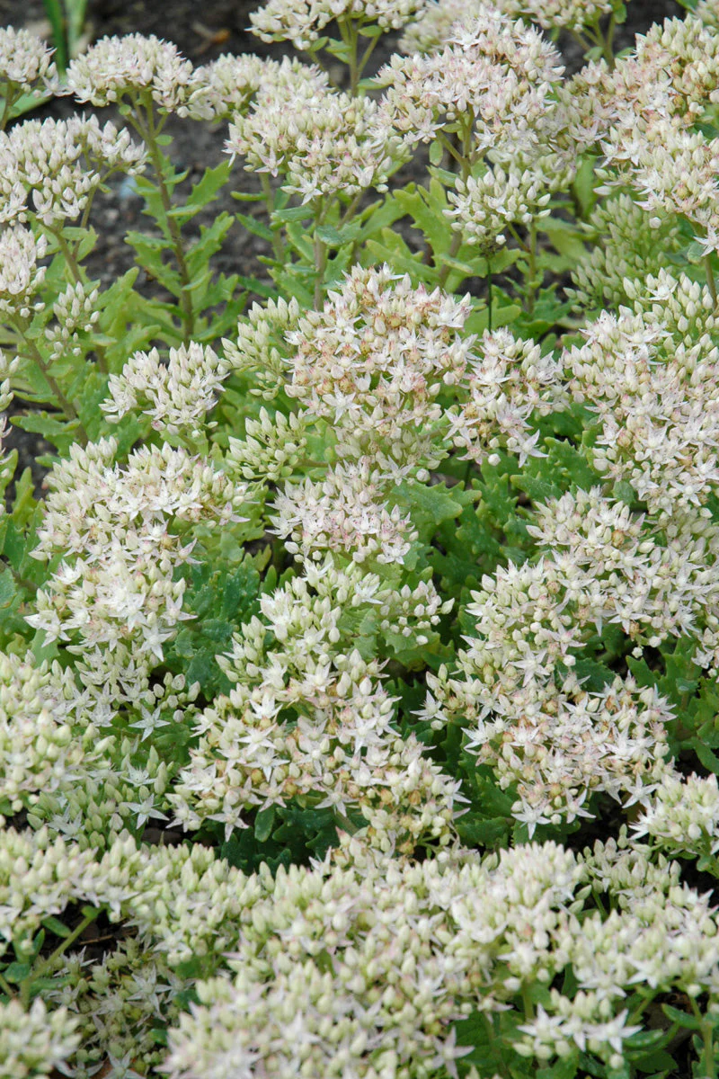 Sedum, Thundercloud