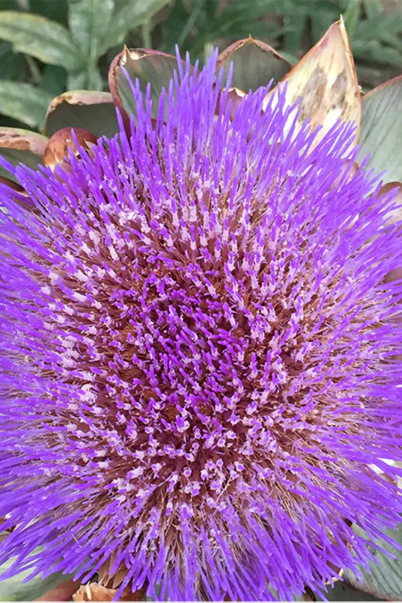 Botanical Interests Green Globe Improved Artichoke Seeds - Image 2