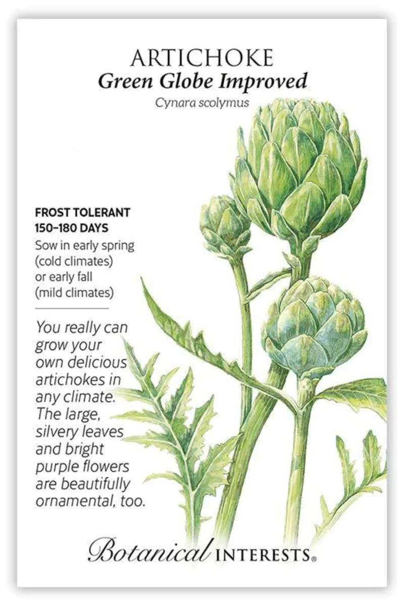 Botanical Interests Green Globe Improved Artichoke Seeds - Image 3