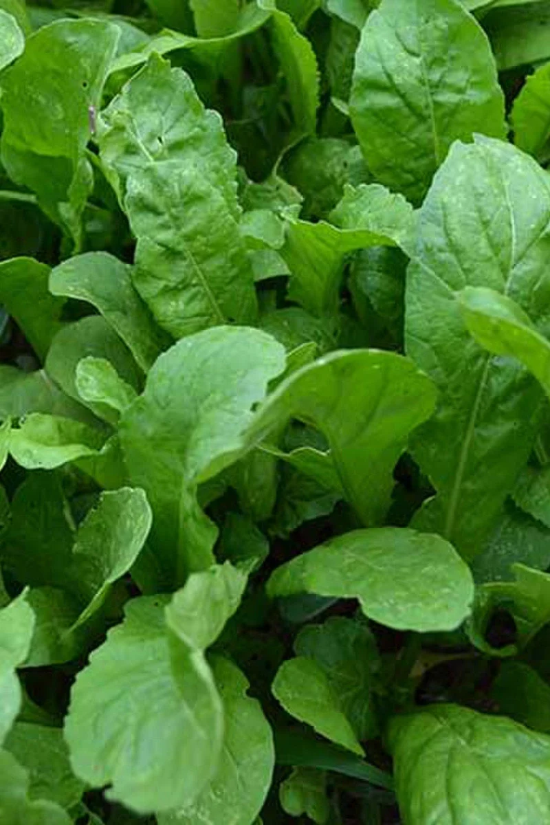Seed Savers Apollo Arugula