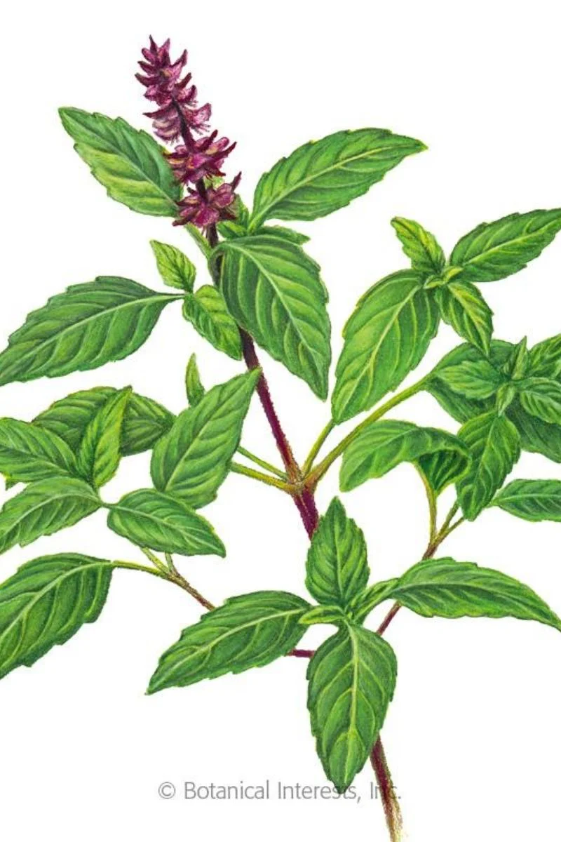 Botanical Interests Sweet Thai Basil Organic Seeds