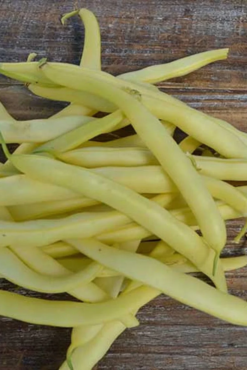 Seed Savers Pencil Pod Golden Wax Bean