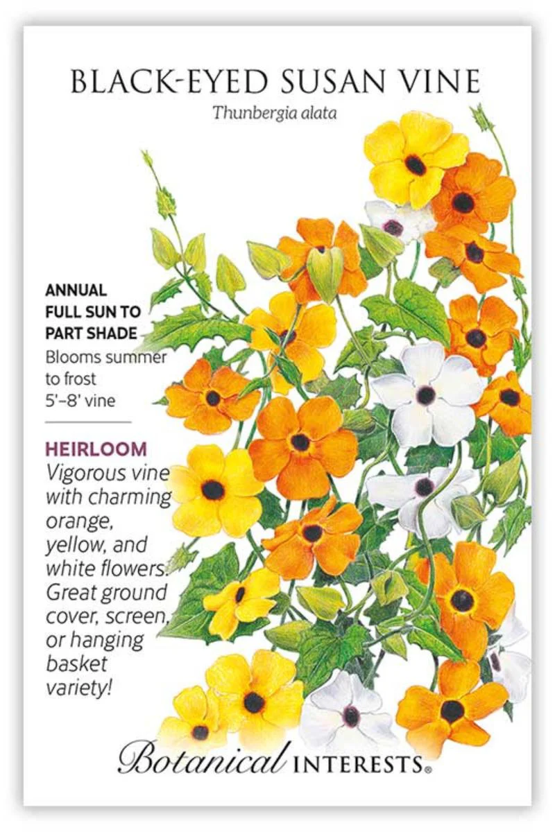 Botanical Interests Black Eyed Susan Vine Seeds - Image 2