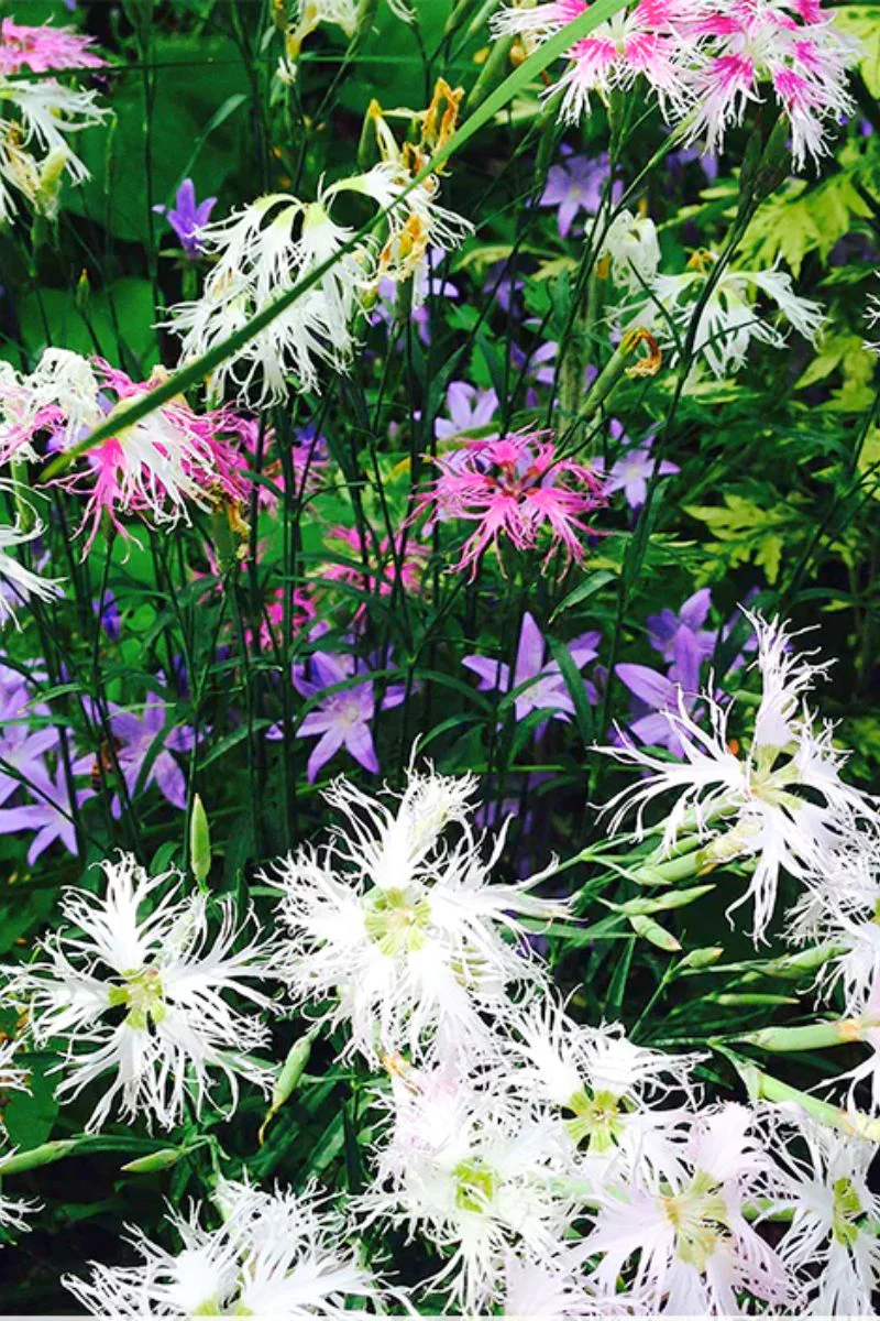 Botanical Interests Rainbow Loveliness Cottage Pinks Seeds