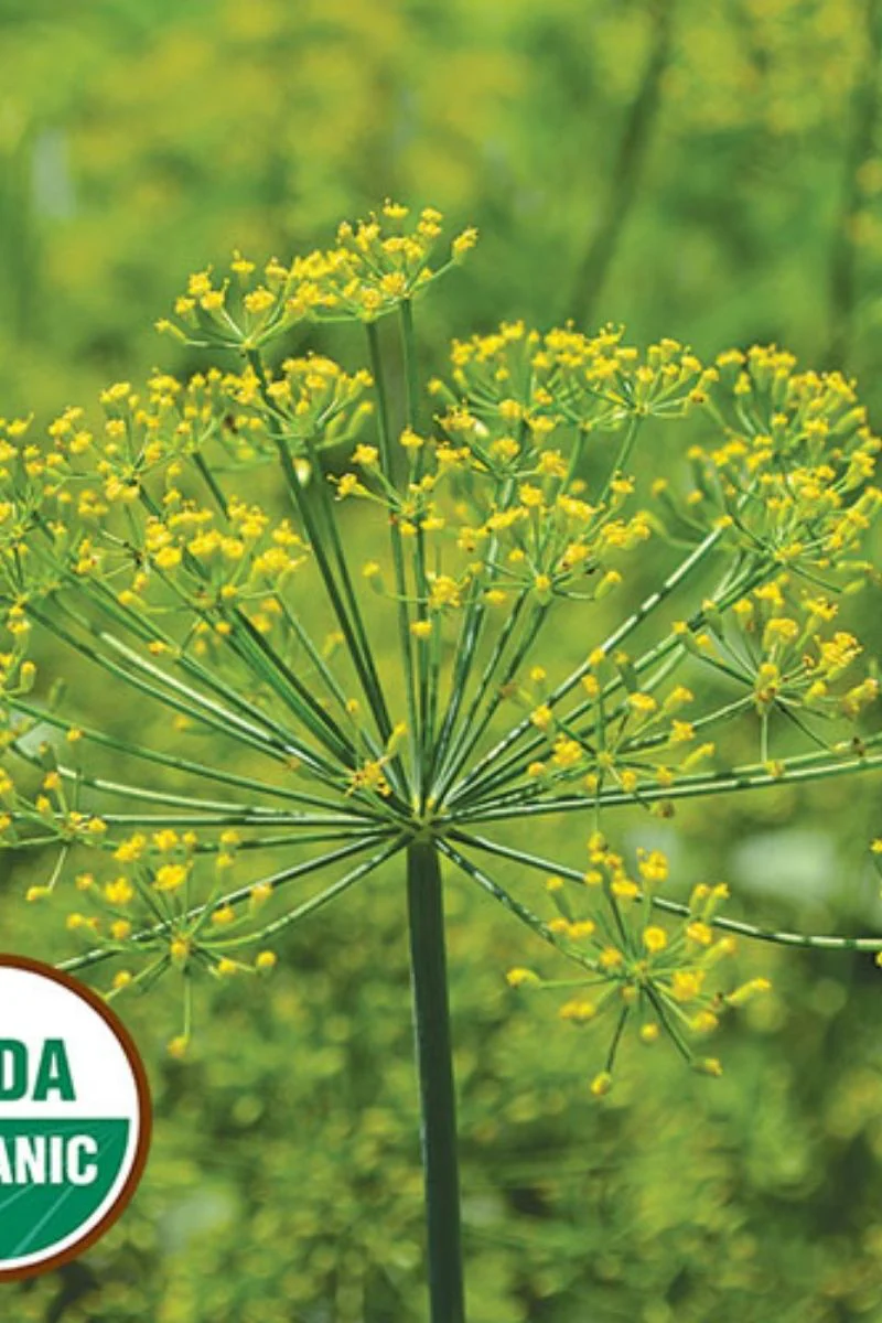Seed Savers Grandma Einck's Dill