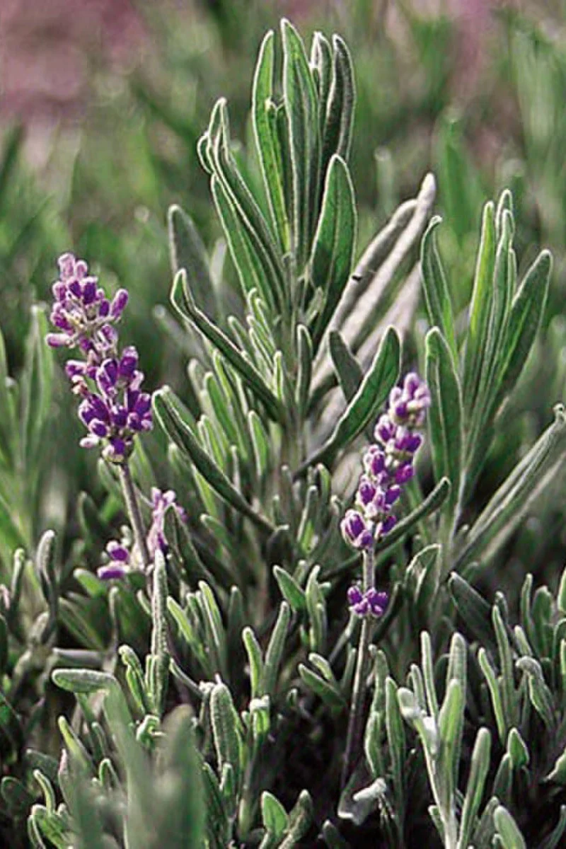 Seed Savers English True Lavender