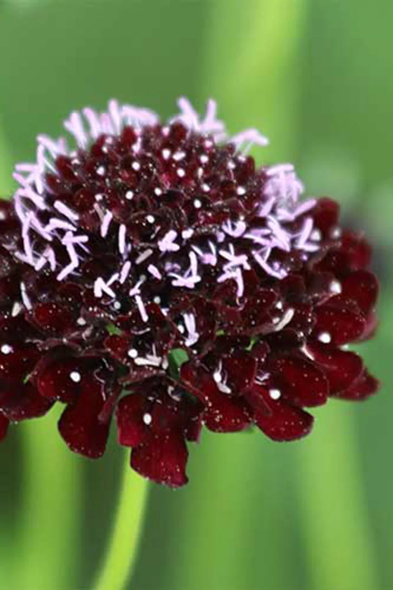 Seed Savers Black Knight Pincushion