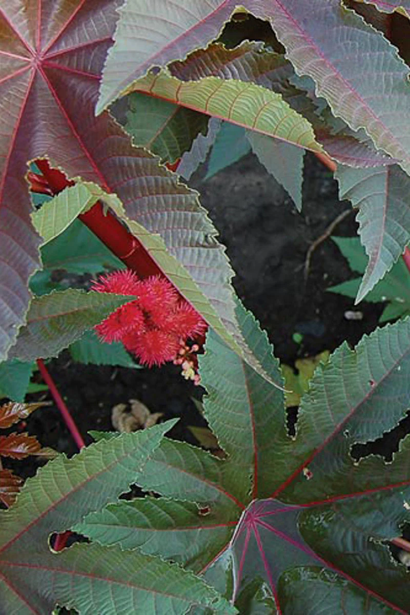 Seed Savers Gibsonii Castor Bean