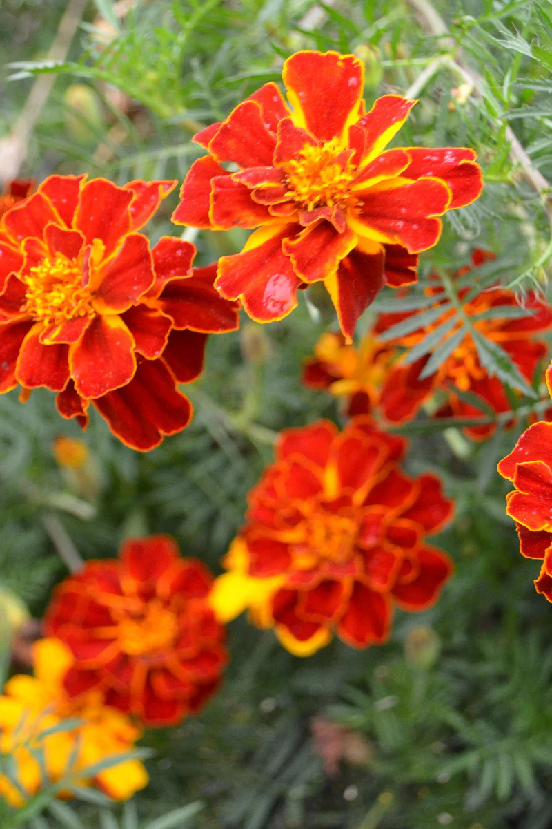 Seed Savers Harvey's Honor Marigold