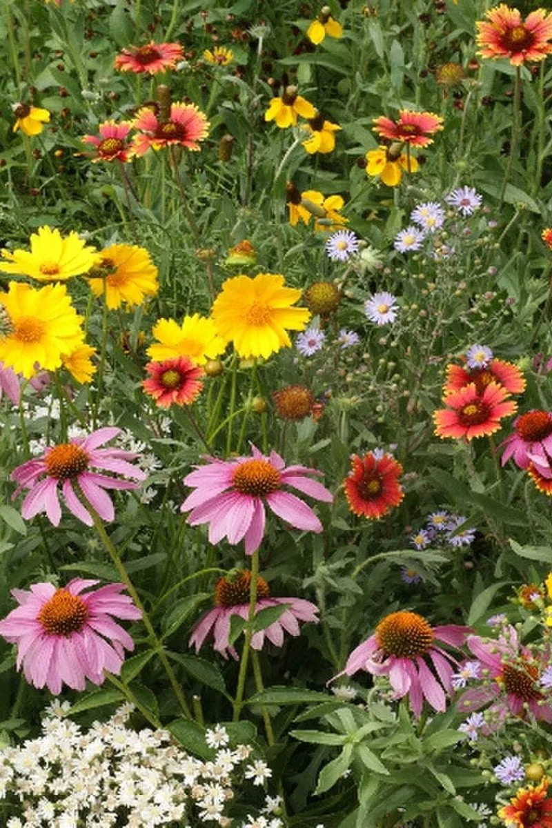 Seed Savers Honey Bee Mix
