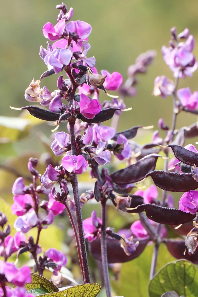 Seed Savers Ruby Moon Hyacinth Bean