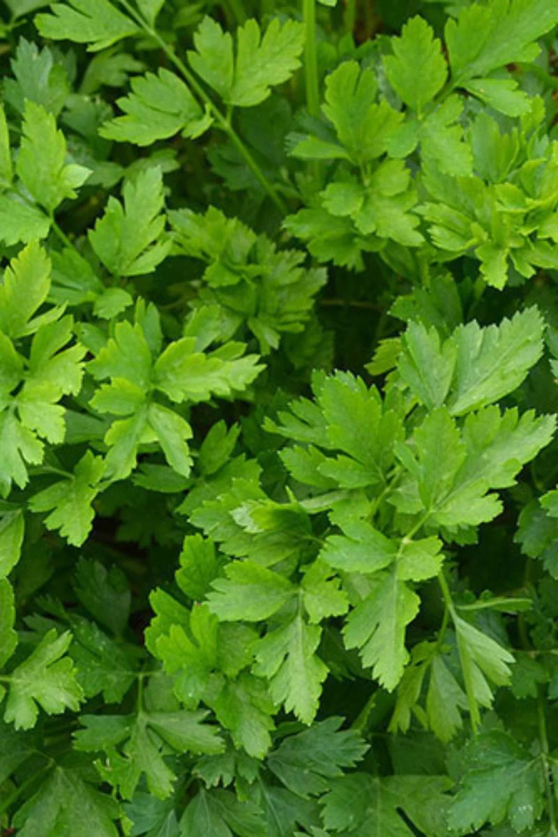 Seed Savers Giant from Italy Parsley
