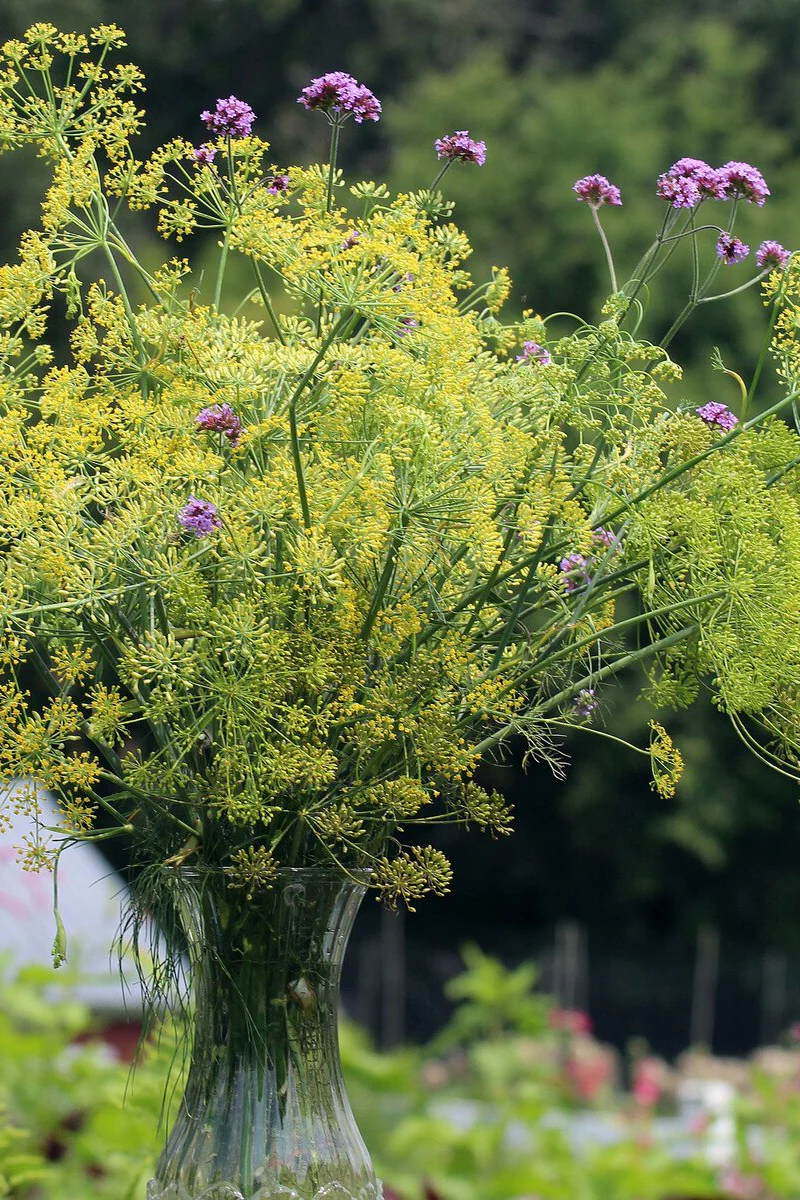 Seed Savers Bouquet Organic Dill