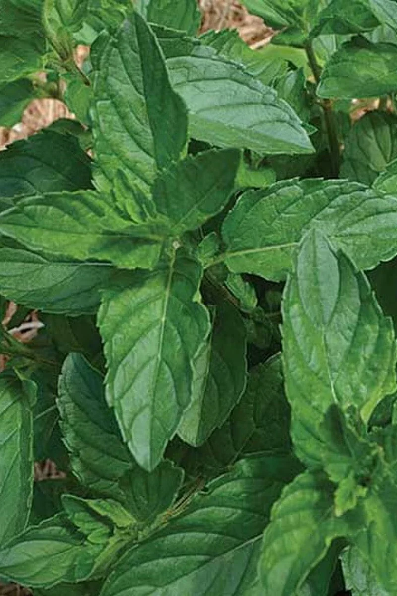 Seed Savers Spearmint - Image 2
