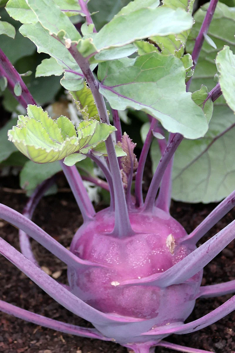 Seed Savers Purple Vienna Organic Kohlrabi