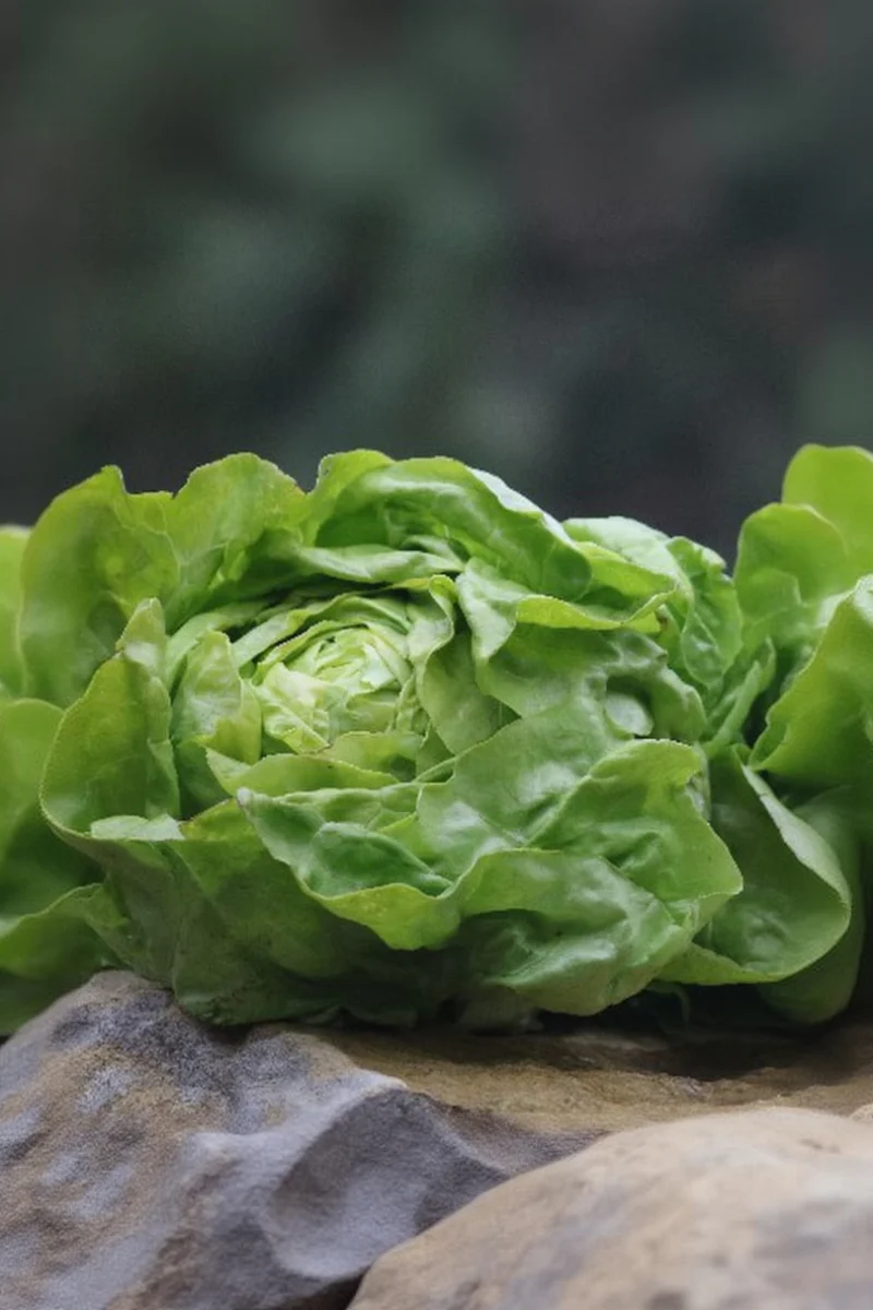 Seed Savers Capitan Organic Lettuce