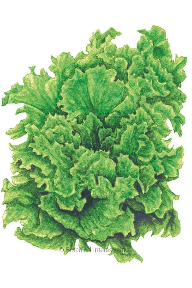 Botanical Interests Black Seeded Simpson Leaf Lettuce Organic Seeds
